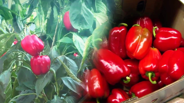 2,228회 SBS 생활 경제 썸네일