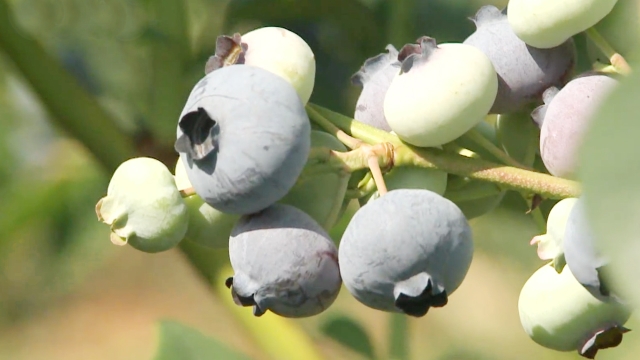 703회 네트워크 현장! 고향이 보인다 썸네일
