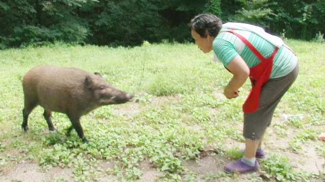 898회 복덩이 야생 멧돼지 똘똘이 썸네일