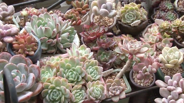 2,452회 SBS 생활 경제 썸네일