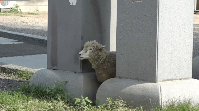 7,129회 조형물에 양이 낀 사연 썸네일