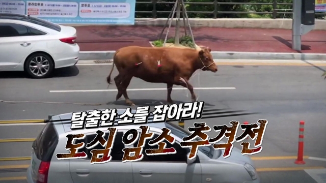 313회 방송 312회, 313회 통합본 썸네일