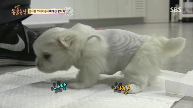 열심히 재활한 시월이, 드디어 걸음을 떼다! 썸네일