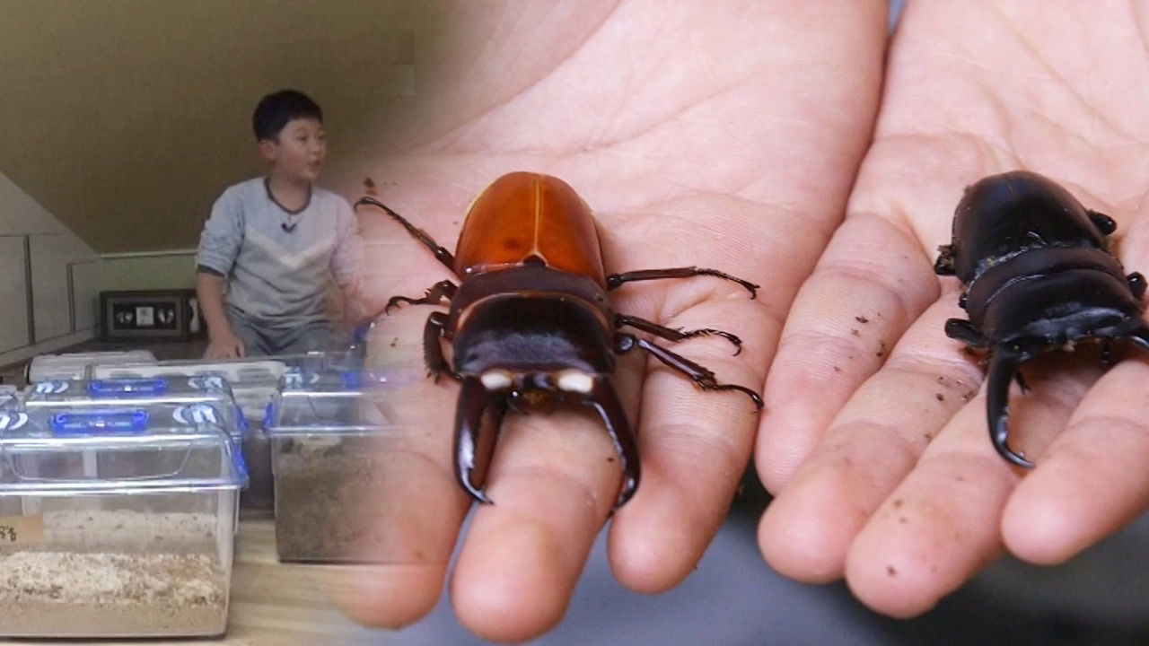 약 800여 마리 곤충과 동거! 곤충분류학자 꿈꾸는 소년 썸네일