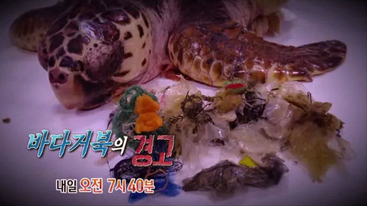 [5월 25일 예고] 위기의 쓰레기 바다 '바다거북의 경고' 썸네일