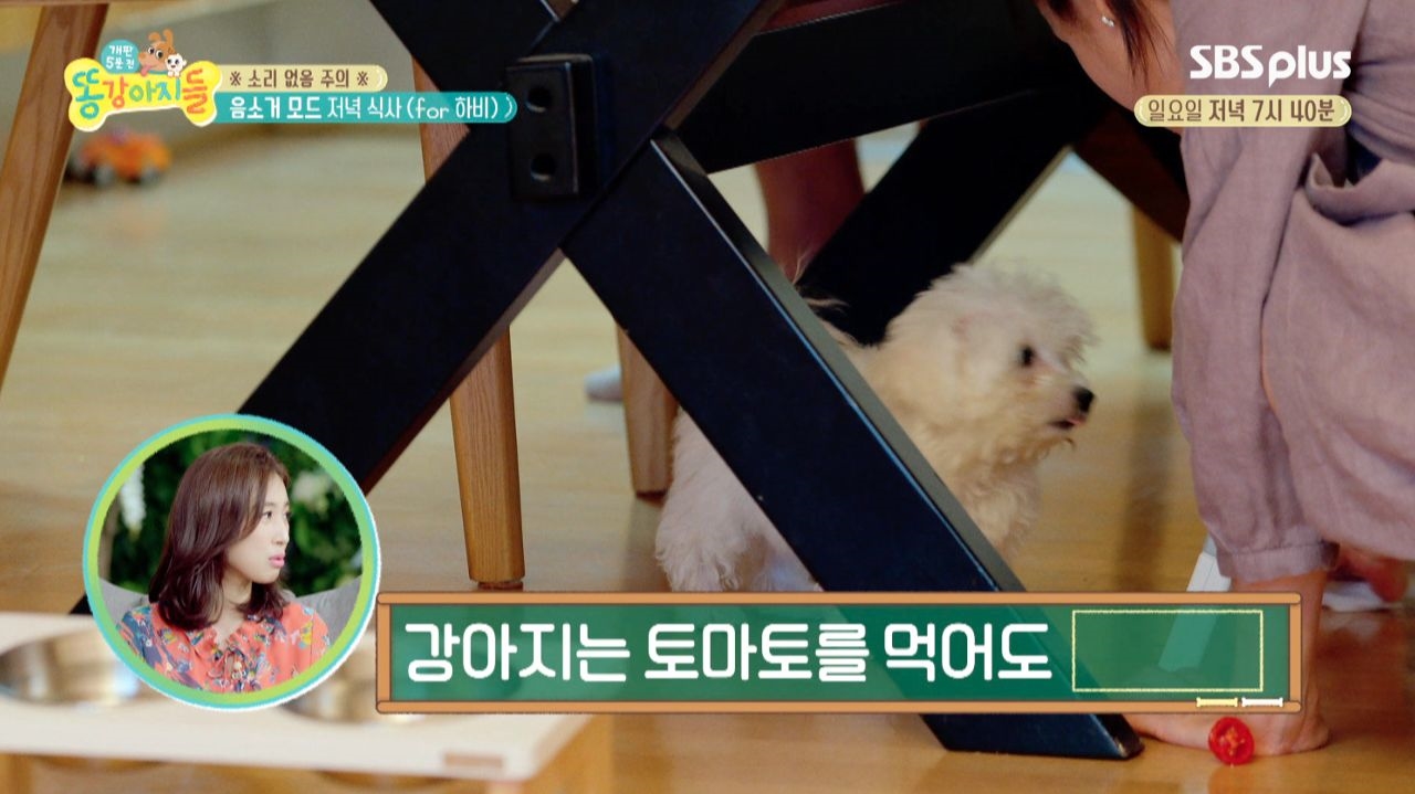 강아지는 토마토를 먹을 수 있다?! 썸네일