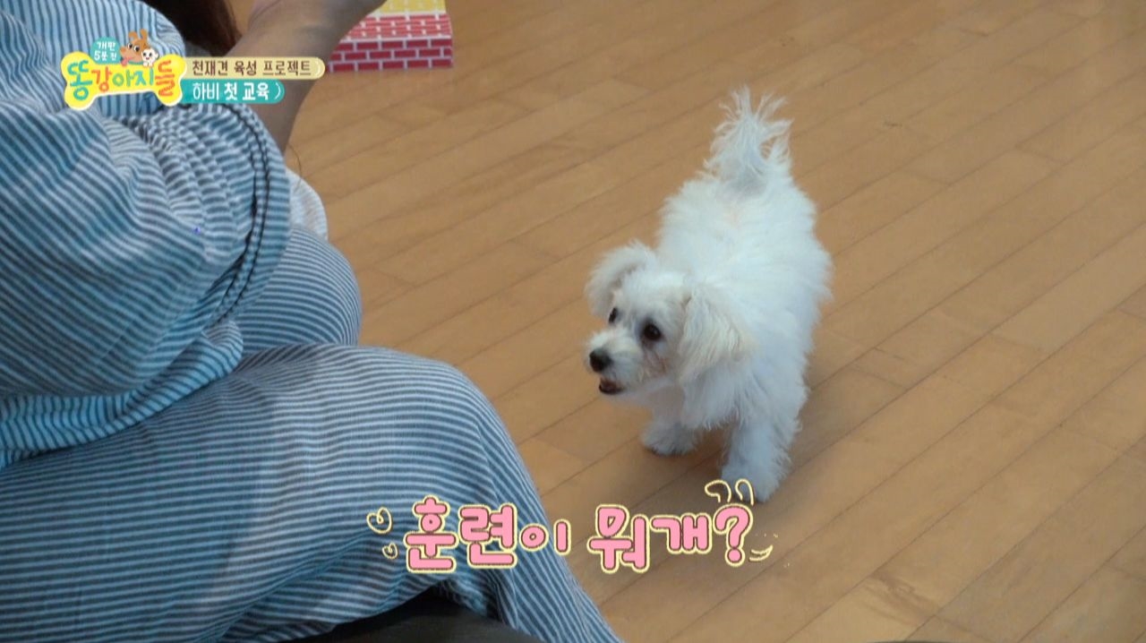 하비는 천재견?! 앉아~ 훈련을 성공하다! 썸네일
