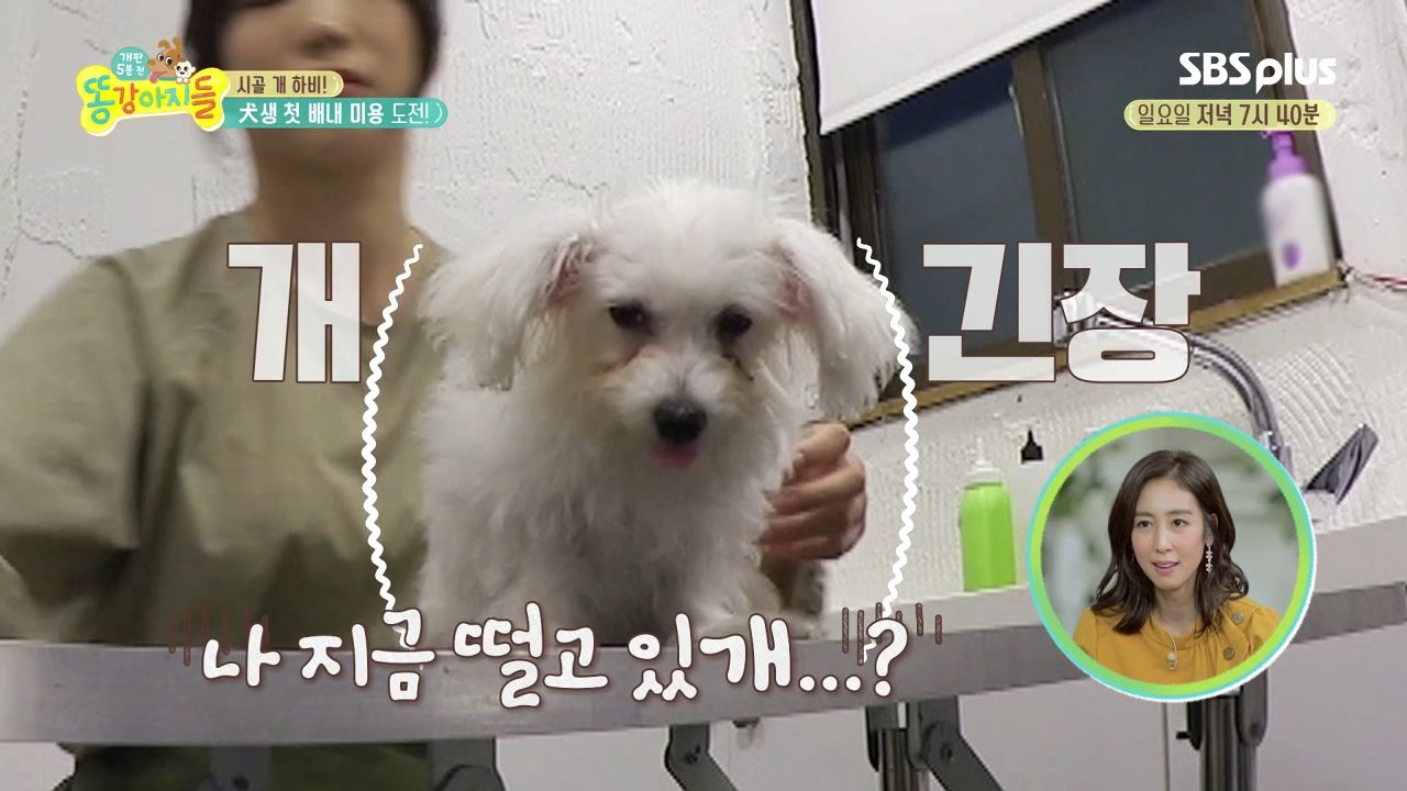 [똥강아지들 9회] 하비 견생 첫 미용 도전, 과연 하비의 반응은?! 썸네일