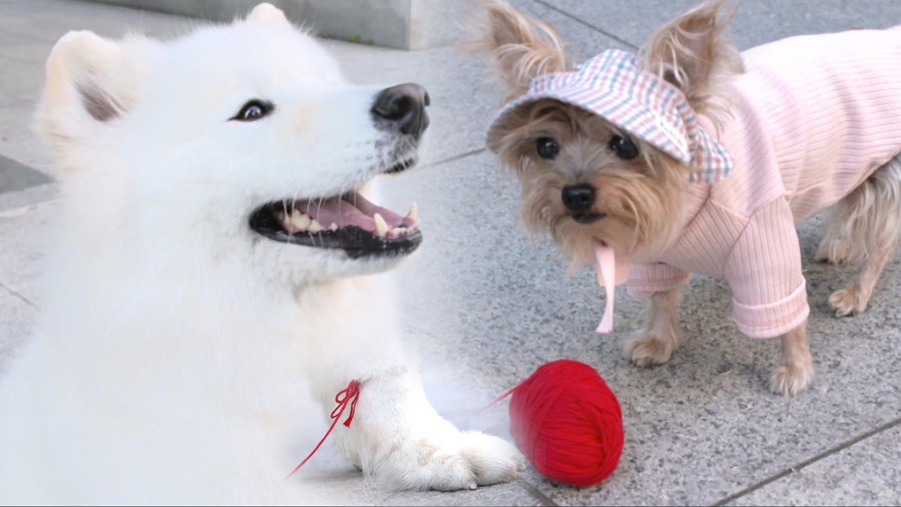 반려견 헌혈! 사람도 하기 힘든 생명을 구하는 일 썸네일