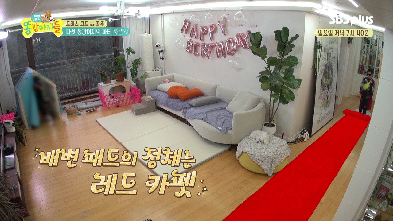 다섯 똥강아지들의 배변카펫 패션쇼 개최! 썸네일