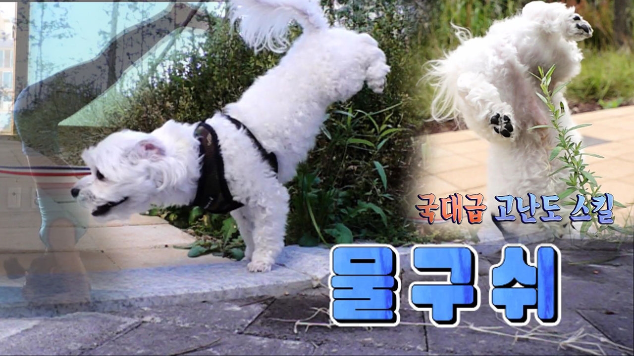 물구나무 서서 볼일 보는 犬, 일명 '물구쉬' 1인자 '우디' 썸네일
