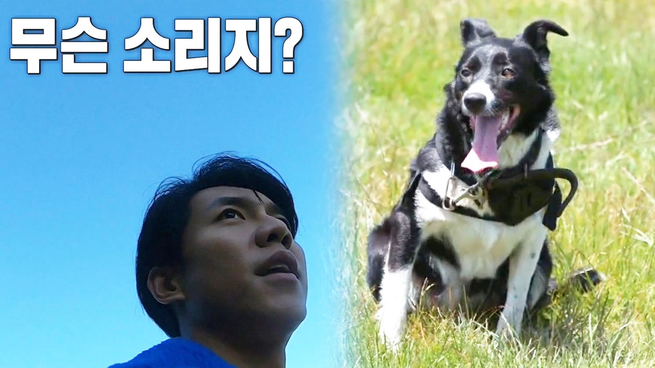 세기 형제 도울 '구원군 등판' 양몰이 전문가 썸네일