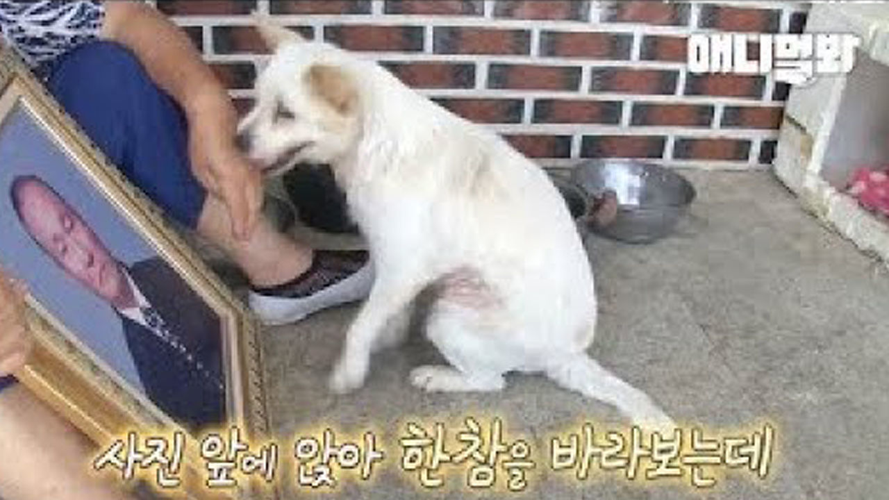 자신을 구해준 할아버지에게.. 강아지는 아직 못다한 말이 너무 많습니다 썸네일