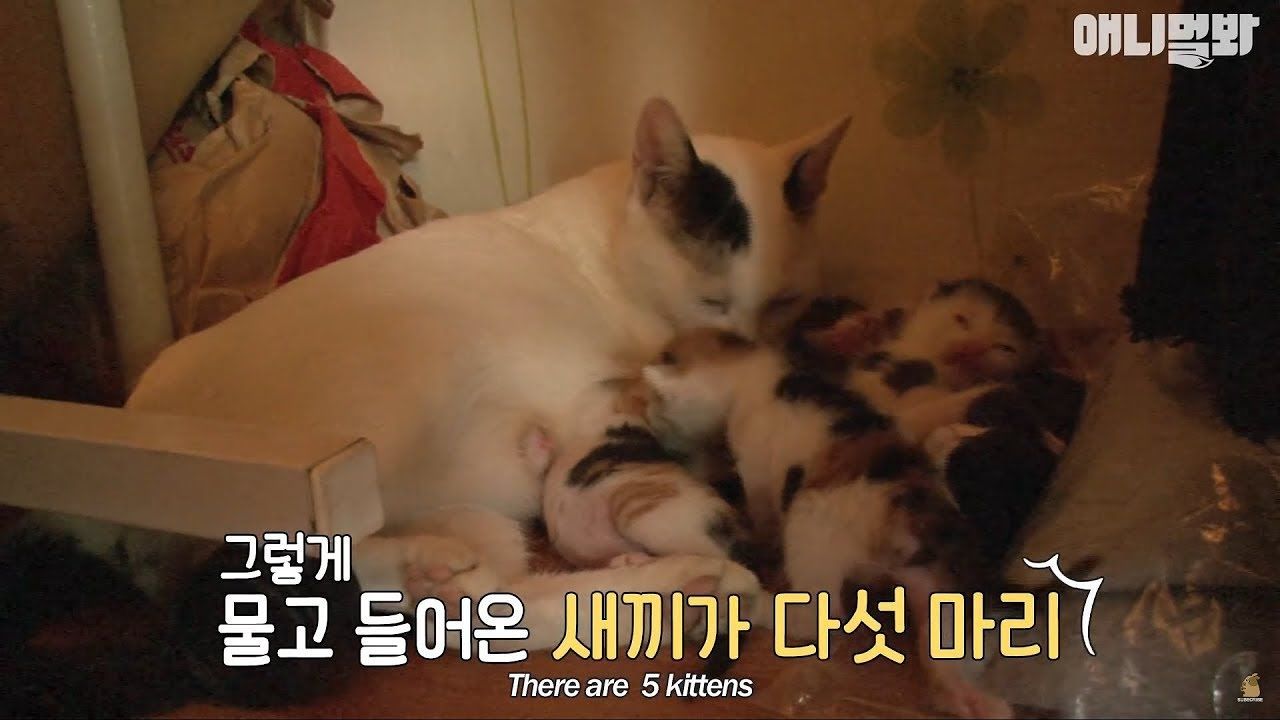 1년만에 새끼들을 데리고 우리집을 다시 찾아온 길고양이 썸네일