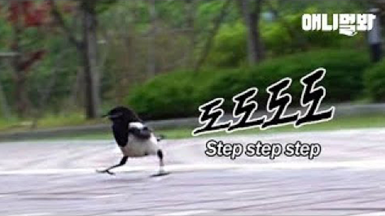 자기랑 친한 할아버지가 놀이터에 나타나자 까치발로 뛰어가는 아기 까치ㅋㅋ 썸네일