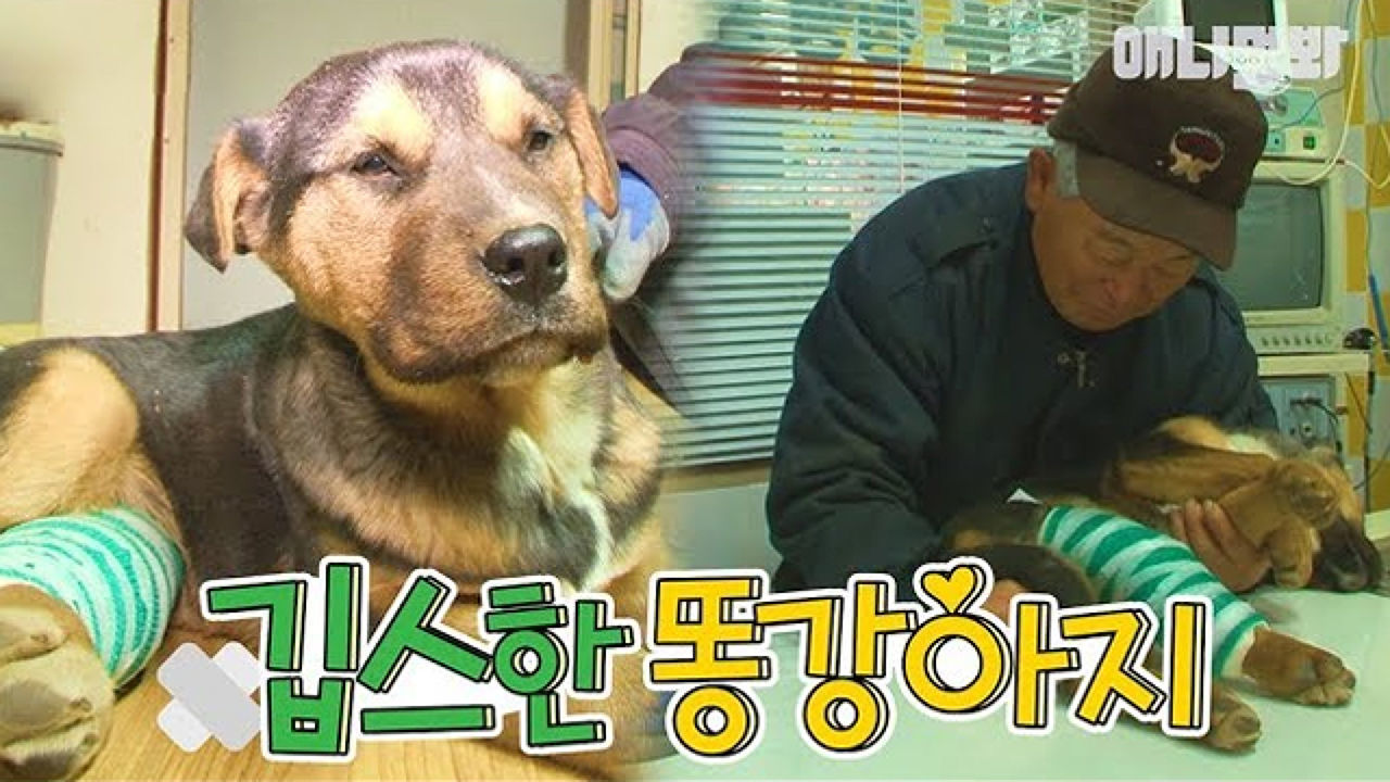 깁스한 똥강아지 보더니 할아버지 미소? 썸네일