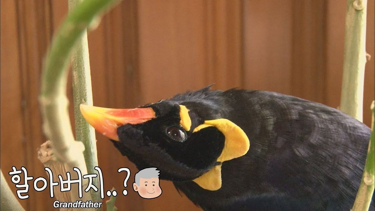 옆집 할아버지가 불러서 돌아보니 웬 새 한마리가ㅋㅋㅋ 썸네일