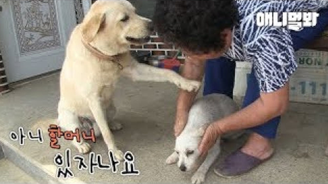시골개만 예뻐하는 할머니땜에 사투리라도 배우고 싶은 서울개 썸네일