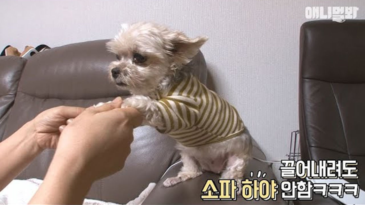 소파에서 절대 안 내려오는 강아지?! 썸네일
