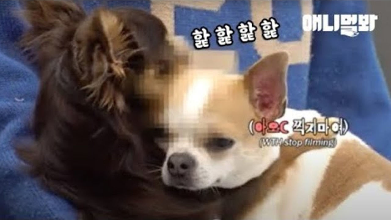 남자 출연개 존박이의 놀랄만한 취미생활 공개 썸네일