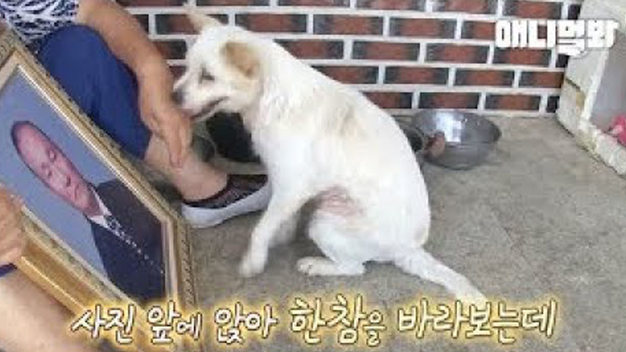 자신을 구해준 할아버지에게.. 강아지는 아직 못다한 말이 너무 많습니다 썸네일