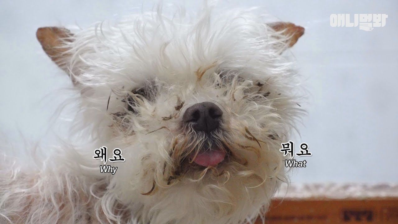 유기견처럼 보이지만 15년째 사랑받고 있는 강아지입니다 썸네일