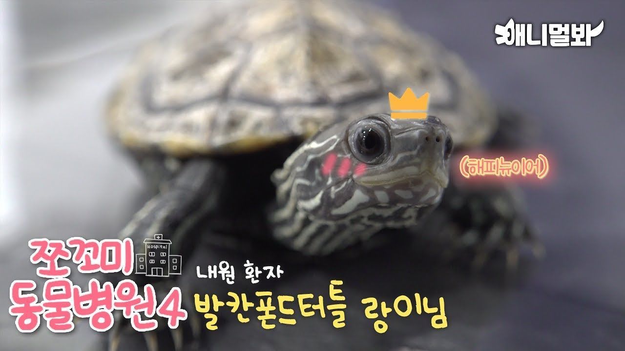 쪼꼬미 동물병원 시즌4 1화(내원 환자:발칸폰드터틀 랑이님) 썸네일