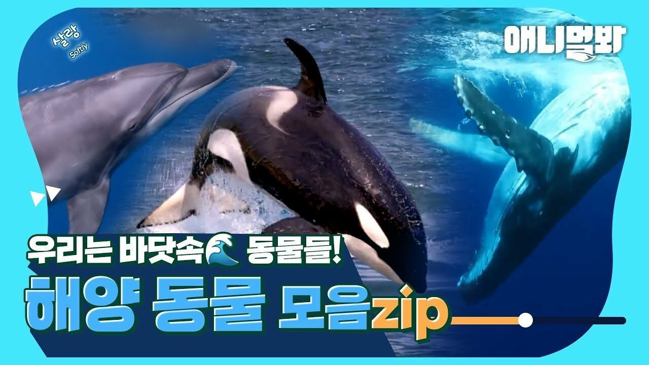 [해양동물 모음집] 자유를 찾아 떠난 제돌이부터 바다의 수호천사 혹등고래까지! “나는 바닷속에 산다” 바닷속 동물 모음 썸네일