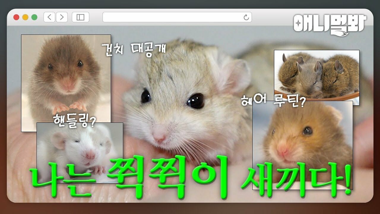 우리는 �t�t이 새끼다 [애니멀봐 나새끼 특집호] 썸네일
