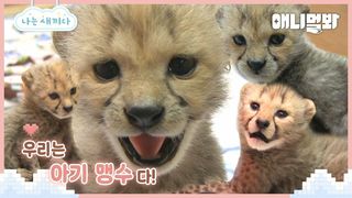 나는 태어난 지 4개월 된 치타 새끼다 [애니멀봐 나새끼 특집호]