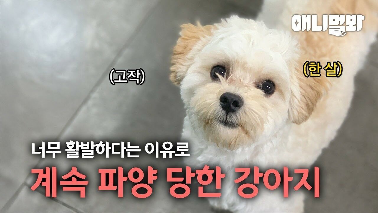 어려운 형편에도 유기견들을 보살피는 할아버지.. 그들에게 찾아온 더 큰 시련... 썸네일