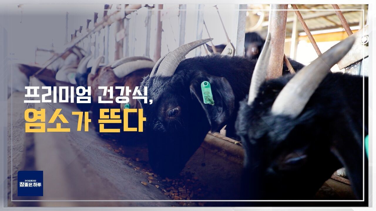 프리미엄 건강식, 염소가 뜬다 썸네일