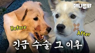 턱뼈가 다 부서져 생사를 장담할 수 없었던 은총이의 근황.mp4