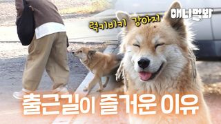 주인도 아닌 나를 위해 매일 버스정류장에 온 유기견 '럭키'