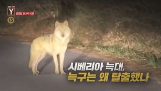 [4월 17일 예고] 시베리아 늑대, 늑구는 왜 탈출했나 / 그날의 비극은 왜 이가족을 향했나