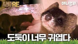 철통보안 정육점의 비계가 자꾸 사라진다...? 상상도 못한 깜찍한 비계 도둑의 등장
