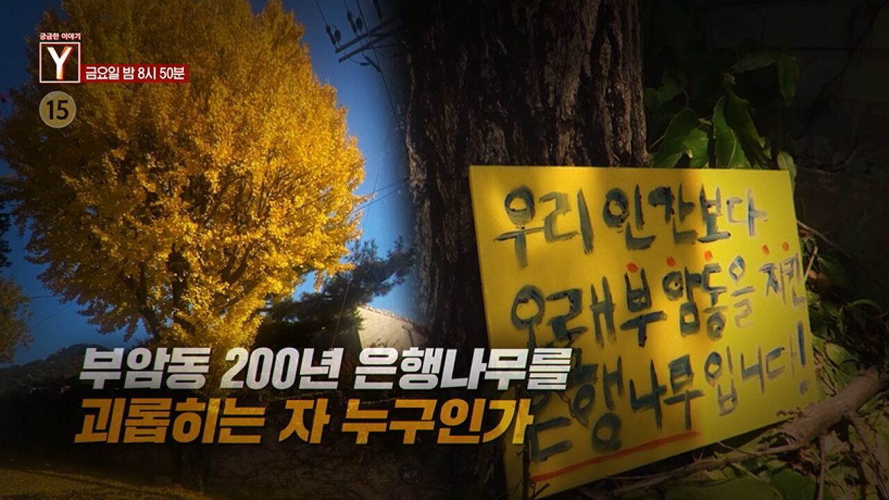 [5월 29일 예고] 부암동 200년 은행나무를 괴롭히는 자 누구인가 / 주식천재 복덩이의 귀환 썸네일