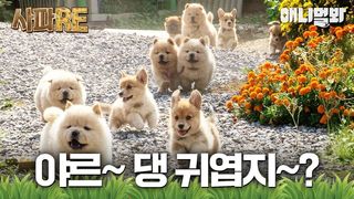 여러분~ 댕 귀여운 차우차우&웰시코기 12남매가 왔어요~!