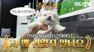 핥트 어택~ 말티즈가 네 심장을 공격해~