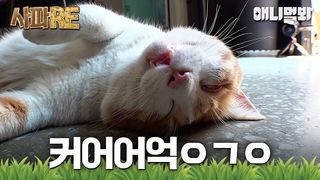 [#사파RE] 머리만 대면 기절하는 고양이가 있다?
