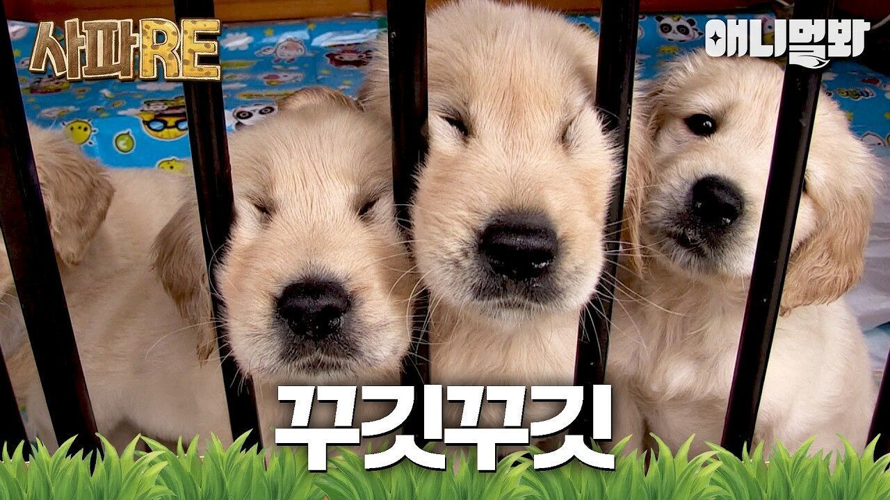 [#사파RE] 이게 강아지야, 인절미야..? 이 녀석들 얼마나 사고뭉치일지 감도 안 온다..