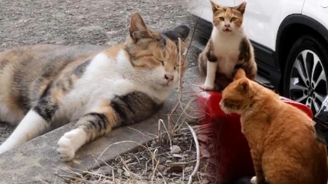 [눈물 주의] 소중한 친구를 잃은 단풍이의 가슴 아픈 사연ㅠㅠ 썸네일