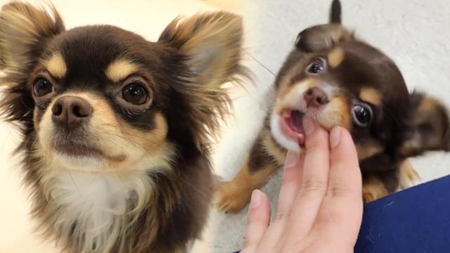 존박이가 '핥기 중독'이 된 이유!! (ft. 애교쟁이 존박이) 썸네일