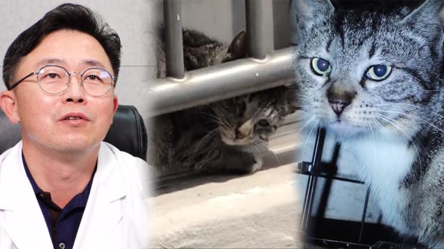 '구조현장 최다 출동' 차진원 수의사가 기억하는 17층 고양이