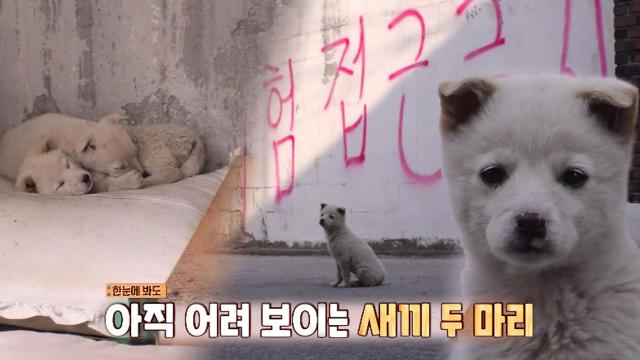 철거촌에 남겨진 또 다른 강아지 두마리 썸네일