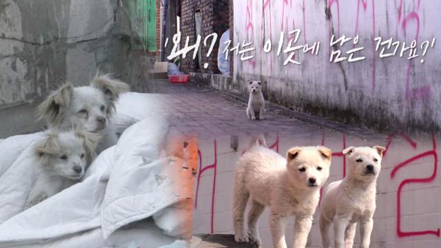 '왜 저는 이곳에 남은 건가요?' 사라진 사람들과 남겨진 개들 썸네일