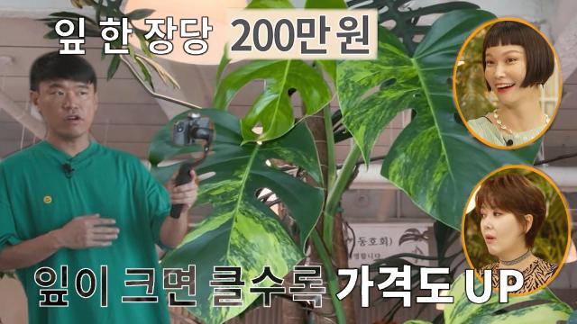 '식테크' 잎 한 장마다 메겨지는 가격에 입이 떠억! 썸네일