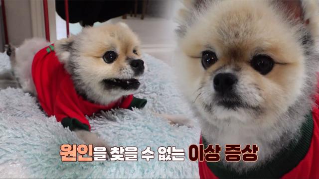 우리집 막내 순구의 원인을 알 수 없는 마비 증상 썸네일