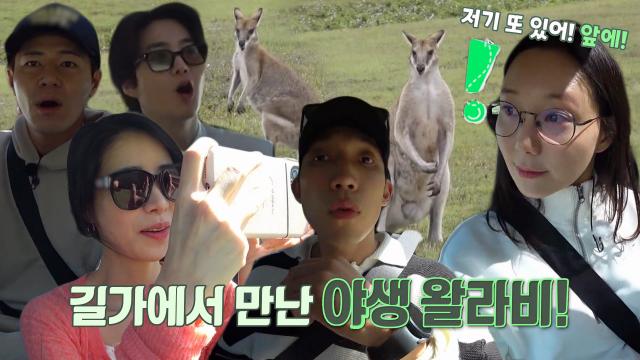 찐친들, 새로운 여행지 '휘트선데이' 길가에서 만난 야생 왈라비에 신기×감탄↗ 썸네일