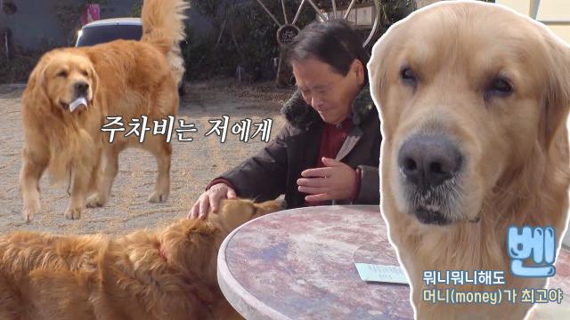 ※미공개 X-FILE※ 돈 받는 주차장 정산犬 '벤' 썸네일